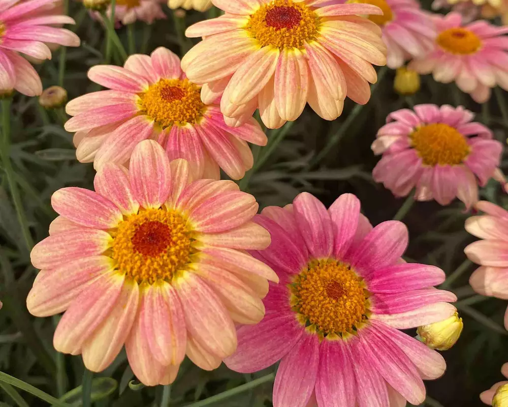 Аргирантемум Aramis® Peach Eye (100 шт.)