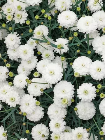 Аргирантемум Aramis® Double White (100 шт.)