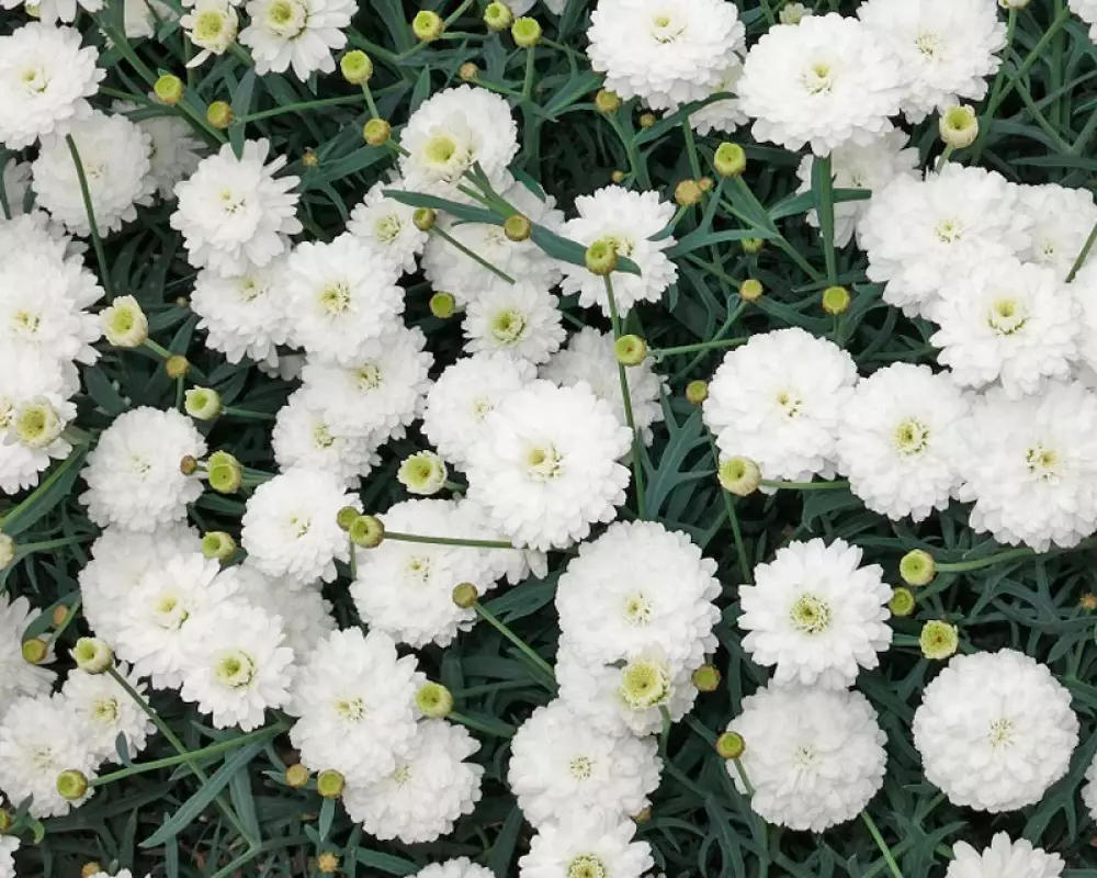 Аргирантемум Aramis® Double White (100 шт.)