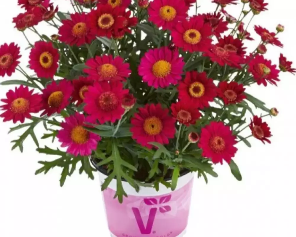Аргирантемум Aramis® Velvet Red (100 шт.)