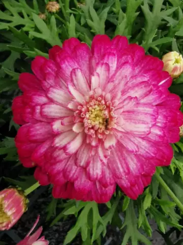 Аргирантемум Aramis® Double Strawberry Cream (100 шт.)