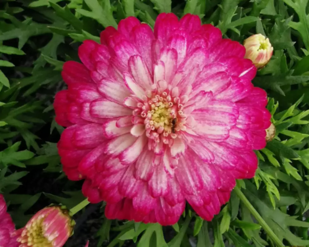 Аргирантемум Aramis® Double Strawberry Cream (100 шт.)