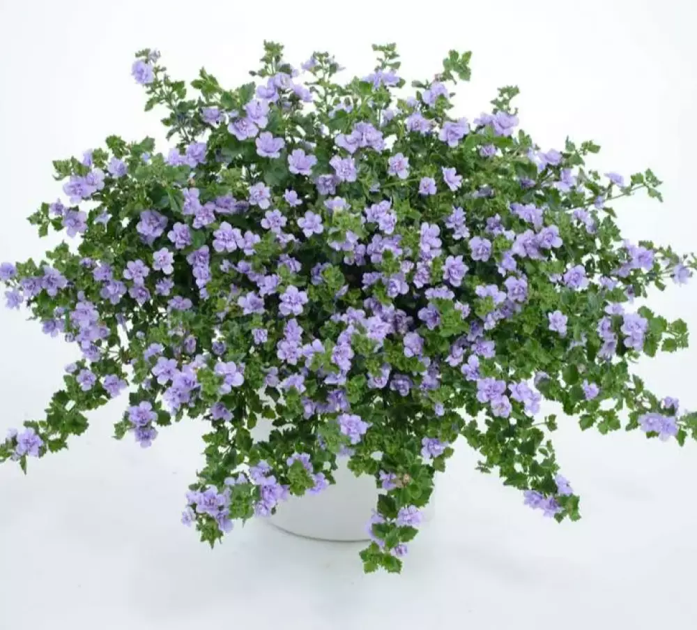 Бакопа Baristo® Double Lavender (100 шт.)