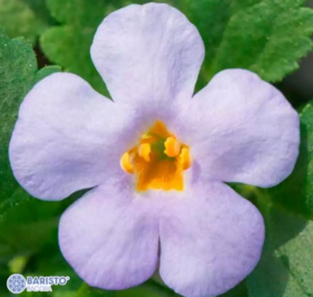 Бакопа Baristo® Giga Lavender (100 шт.)