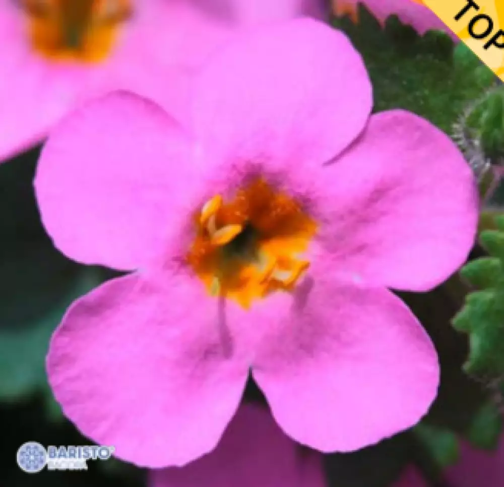 Бакопа Baristo® Giga Rose (100 шт.)