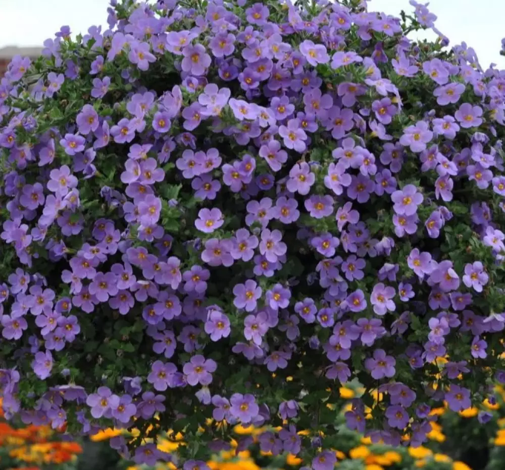 Бакопа Baristo® Giga Blue (100 шт.)