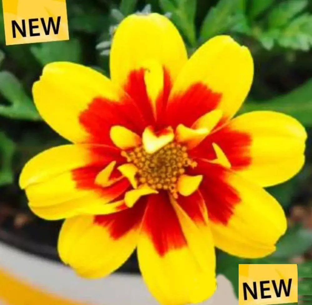 Биденс Taka Tuka® M Lemon Red Center (100 шт.)