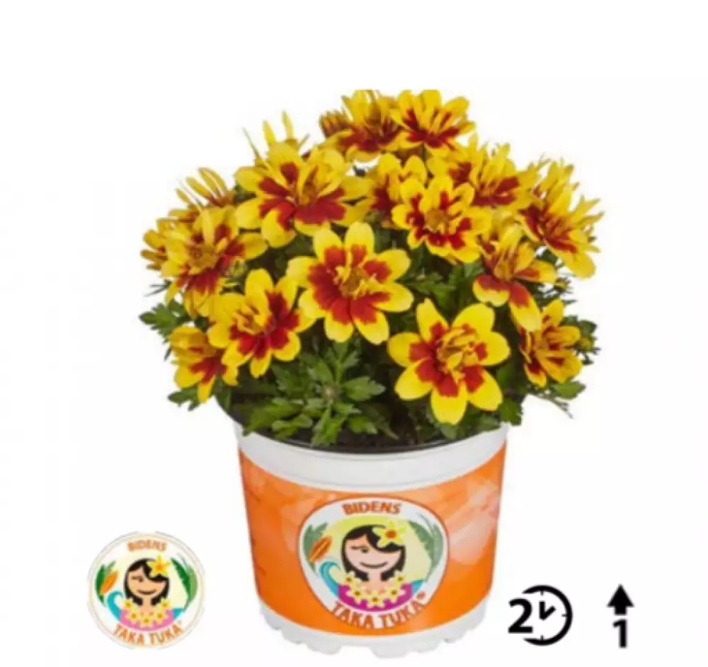 Биденс Taka Tuka® S Double Yellow Red Center (100 шт.)