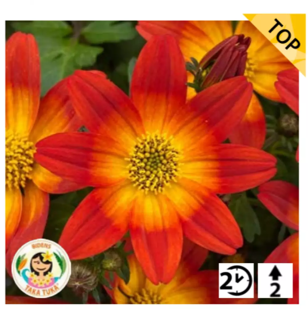 Биденс Taka Tuka® M Red Yellow Center (100 шт.)