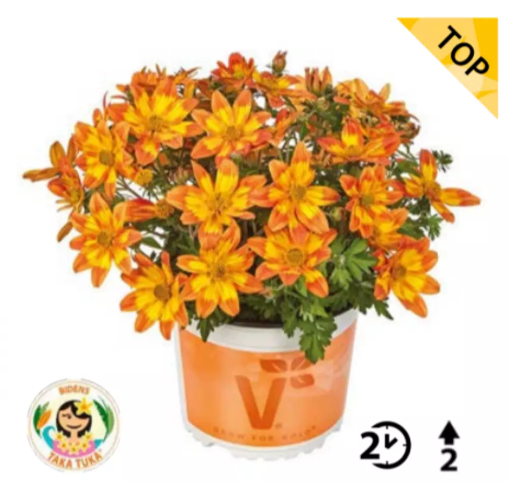 Биденс Taka Tuka® M Orange Yellow Brush (100 шт.)