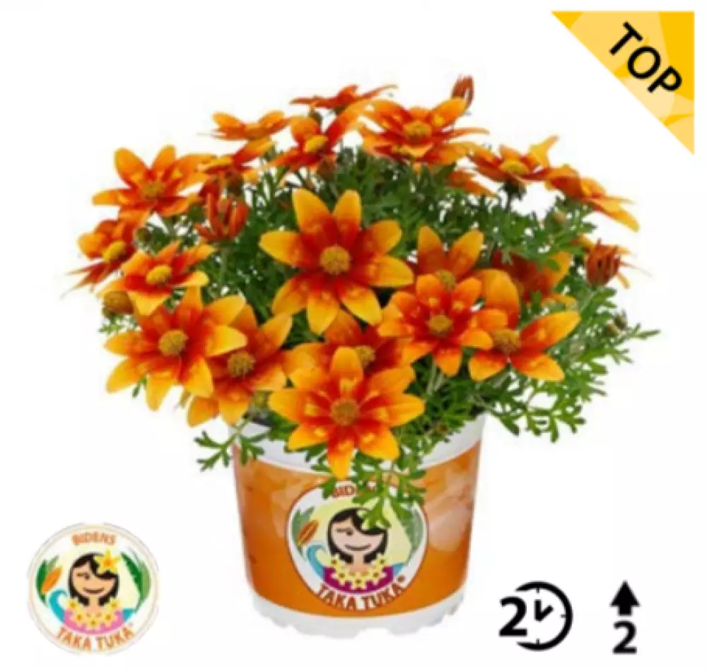 Биденс Taka Tuka® M Orange Red Eye (100 шт.)
