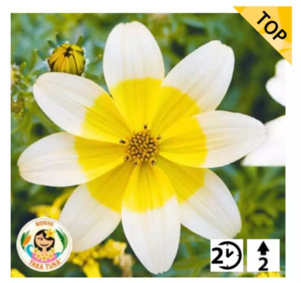Биденс Taka Tuka® M White & Yellow (100 шт.)
