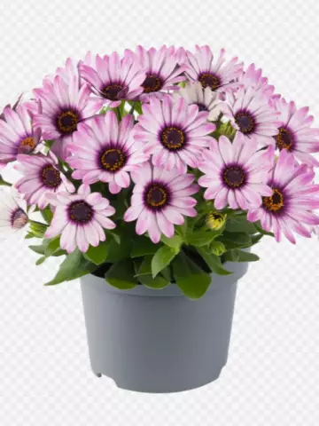 Osteospermum ecklonis Dalina® Purple Reflection (100 шт.)