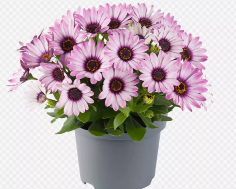 Osteospermum ecklonis Dalina® Purple Reflection (100 шт.)