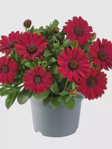 Osteospermum ecklonis Dalina® Red (100 шт.)