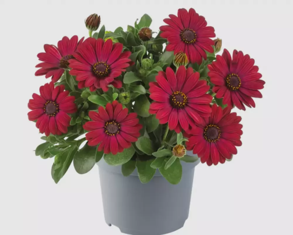 Osteospermum ecklonis Dalina® Red (100 шт.)