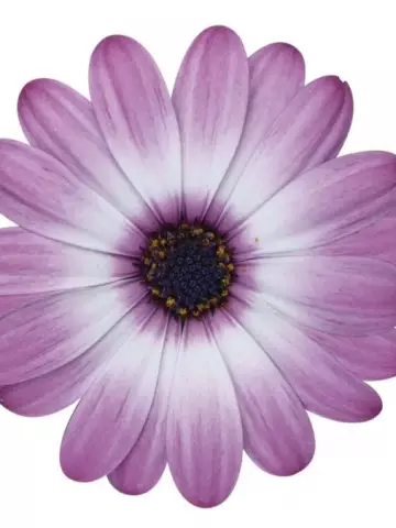 Osteospermum ecklonis Dalina® Rose Bicolour (100 шт.)
