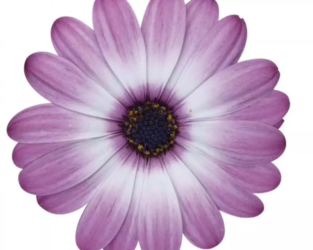 Osteospermum ecklonis Dalina® Rose Bicolour (100 шт.)