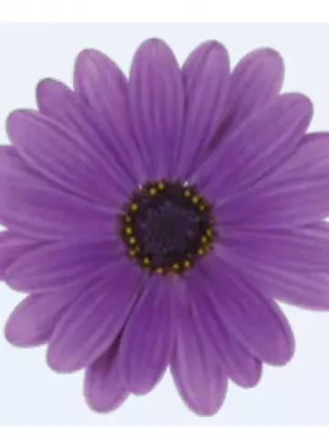 Osteospermum ecklonis Dalina® Lavender (100 шт.)