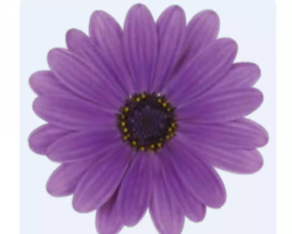 Osteospermum ecklonis Dalina® Lavender (100 шт.)