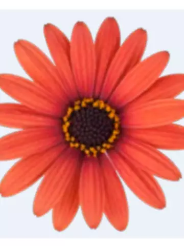 Osteospermum ecklonis Dalina® Orange Brique (100 шт.)