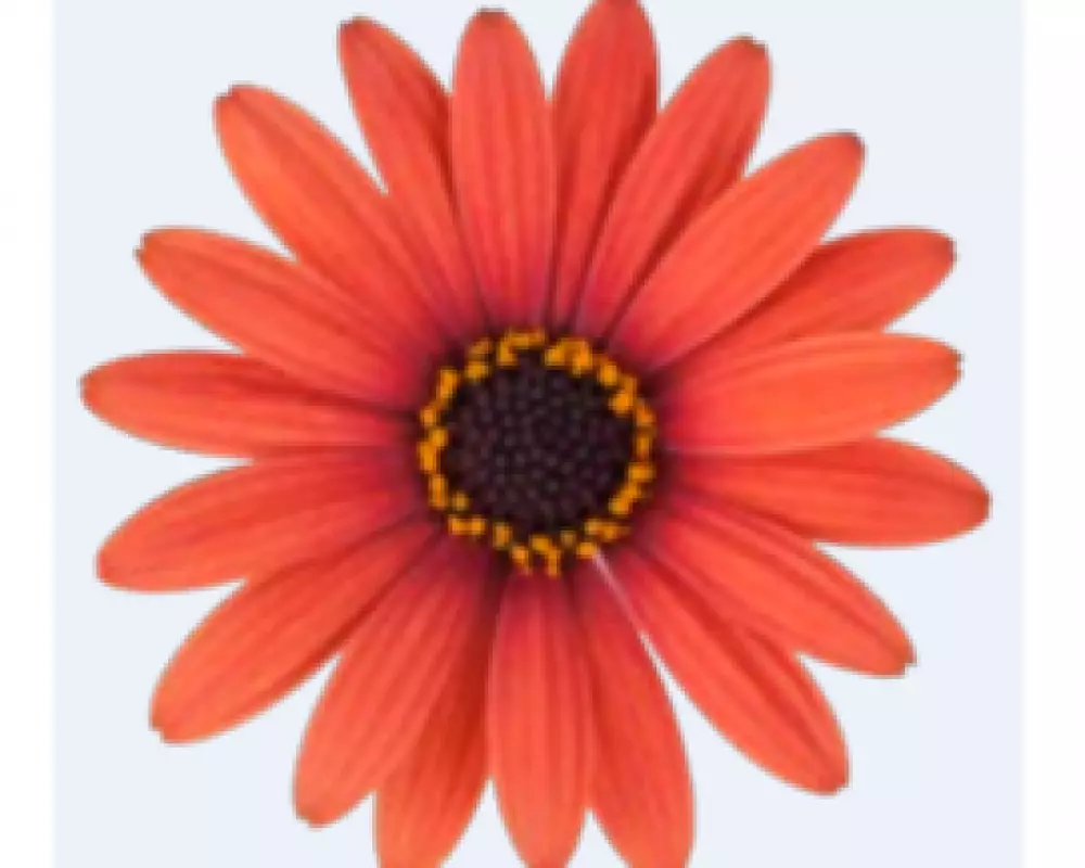Osteospermum ecklonis Dalina® Orange Brique (100 шт.)