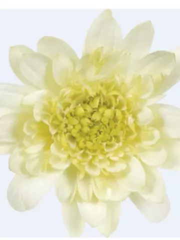 Osteospermum ecklonis Dalina® Double Enrico (100 шт.)