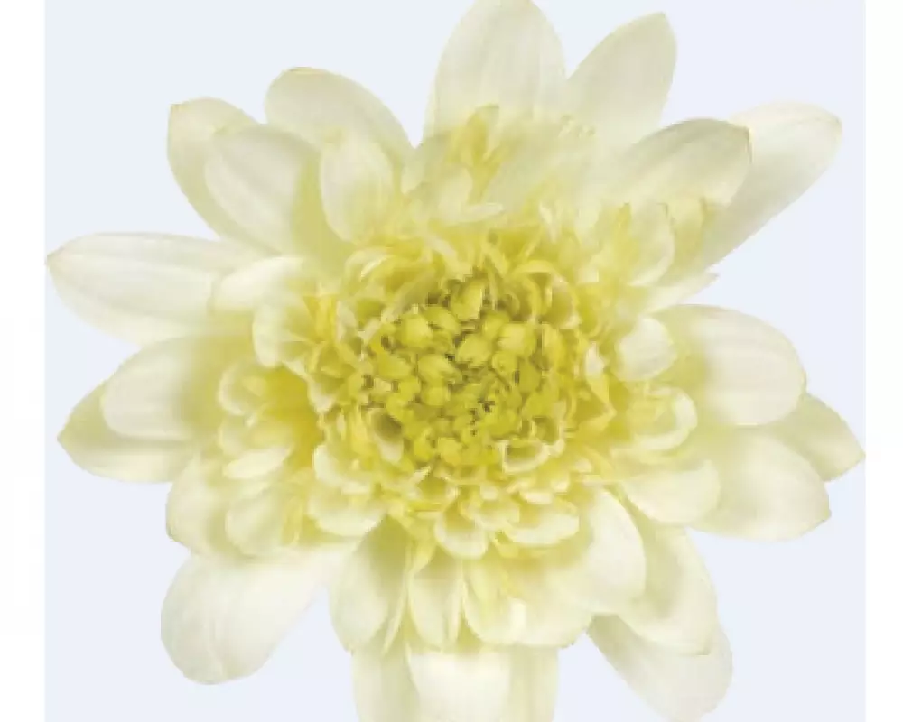 Osteospermum ecklonis Dalina® Double Enrico (100 шт.)