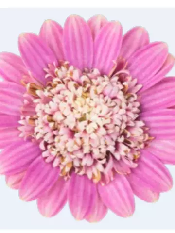 Osteospermum ecklonis Dalina® Double Pink (100 шт.)