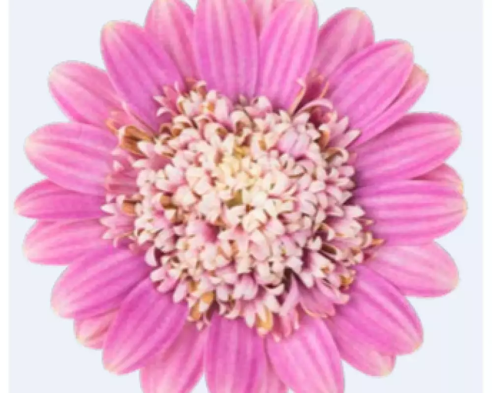 Osteospermum ecklonis Dalina® Double Pink (100 шт.)