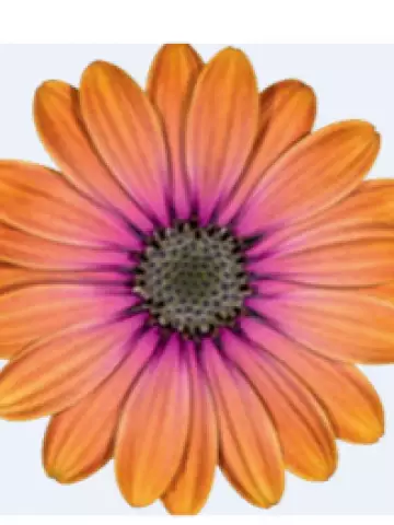 Osteospermum ecklonis Dalina® Pink Eyed Beauty (100 шт.)
