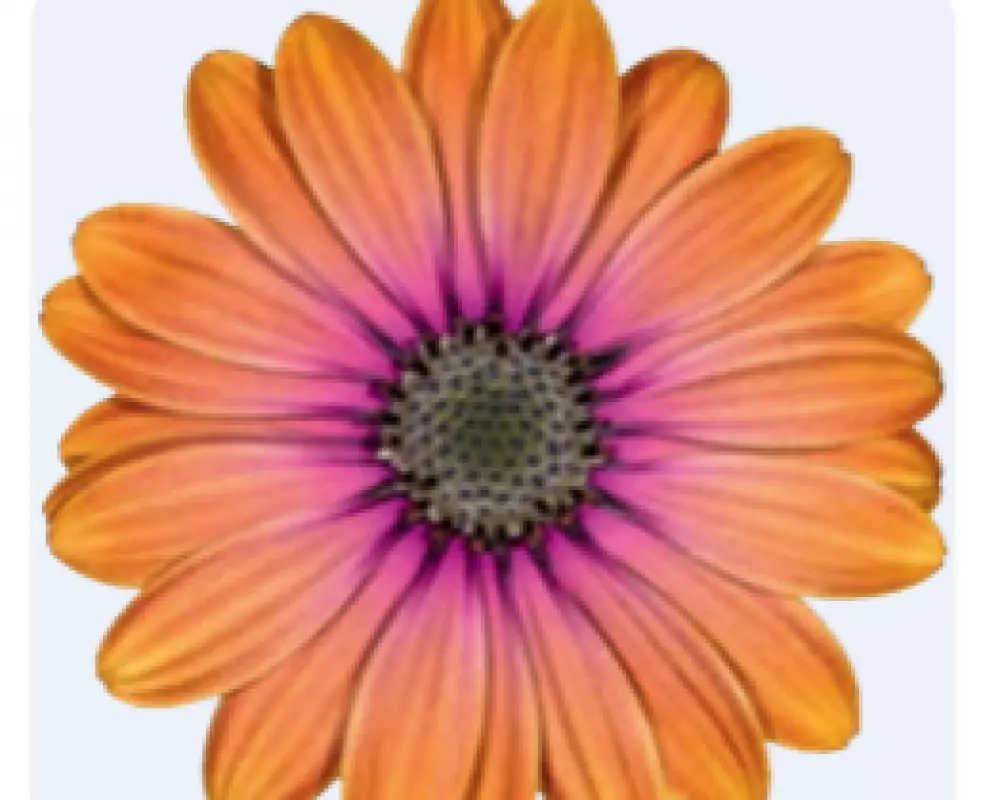 Osteospermum ecklonis Dalina® Pink Eyed Beauty (100 шт.)