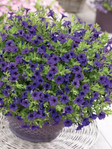Petunia milliflora Vivini™ Blue (100 шт.)