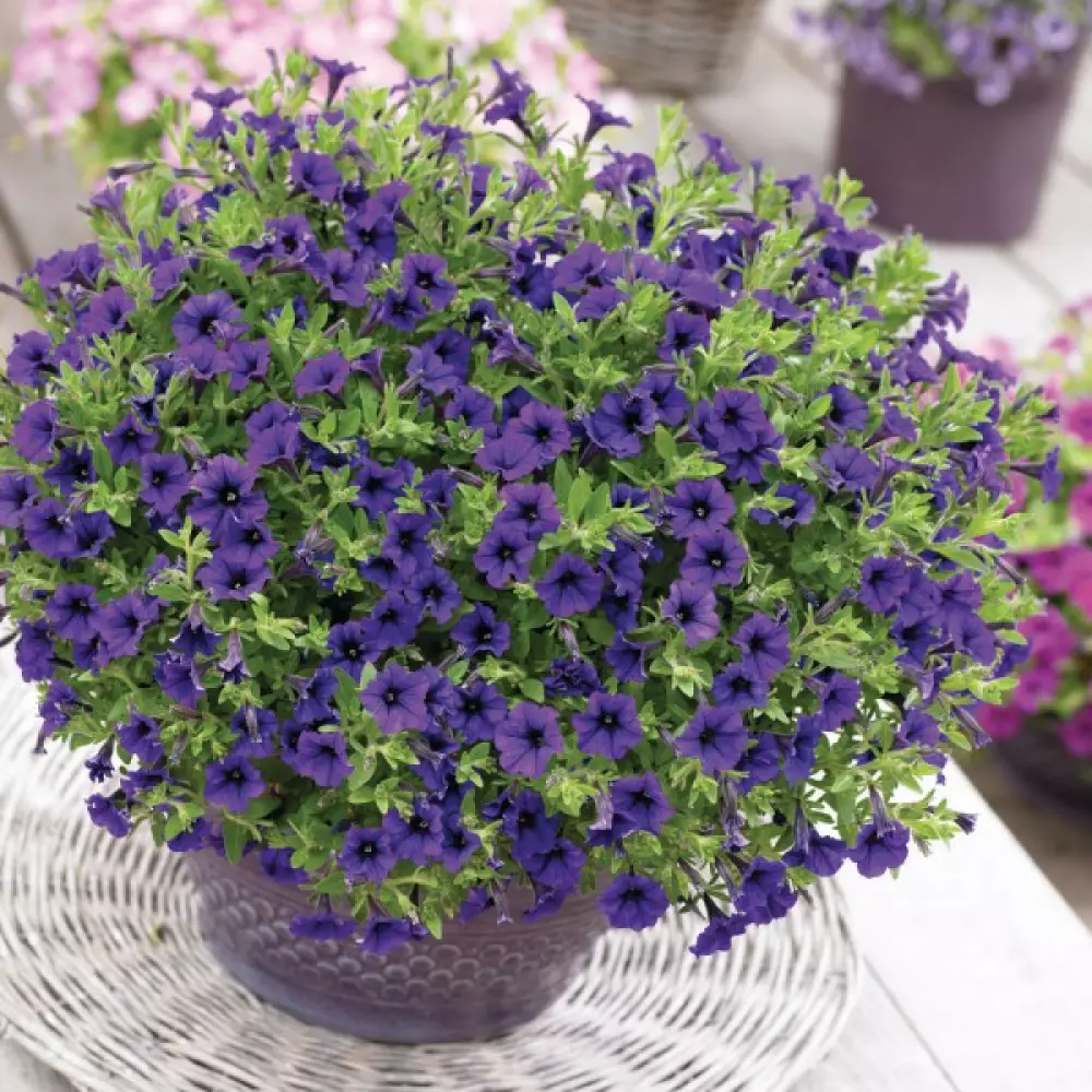 Petunia milliflora Vivini™ Blue (100 шт.)