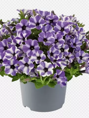 Petunia milliflora Vivini™ Blue Star (100 шт.)