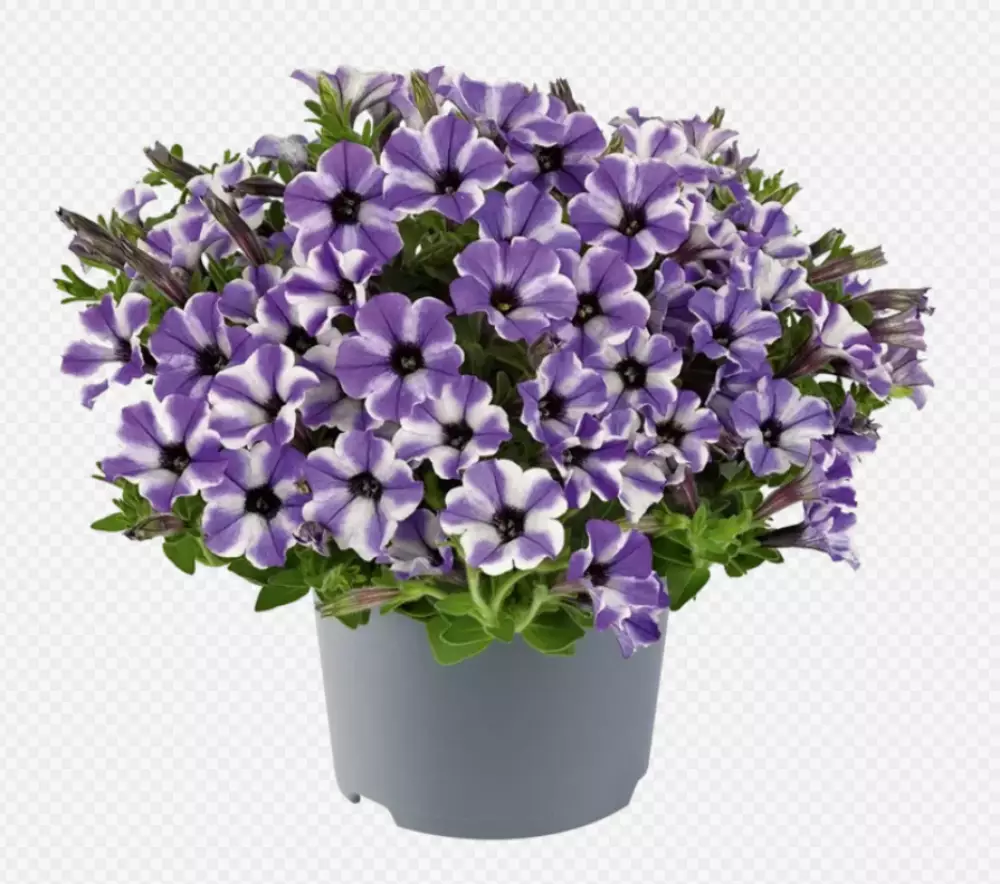 Petunia milliflora Vivini™ Blue Star (100 шт.)