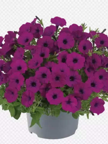 Petunia milliflora Vivini™ Burgundy (100 шт.)