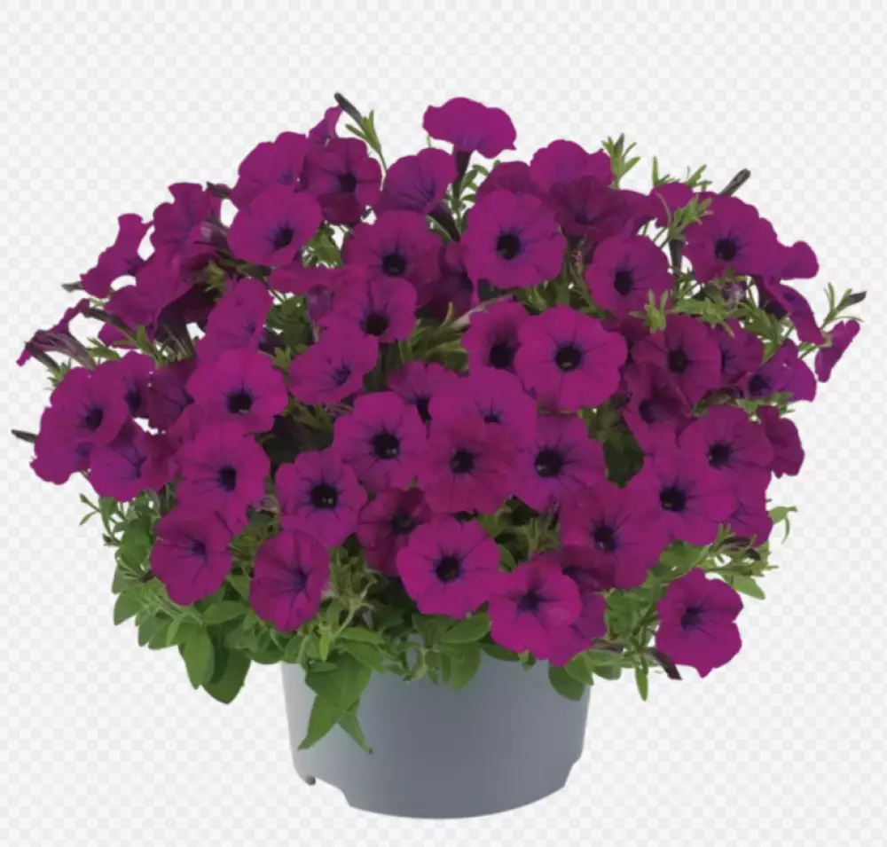 Petunia milliflora Vivini™ Burgundy (100 шт.)