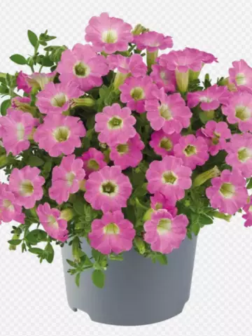 Petunia milliflora Vivini™ Pink (100 шт.)