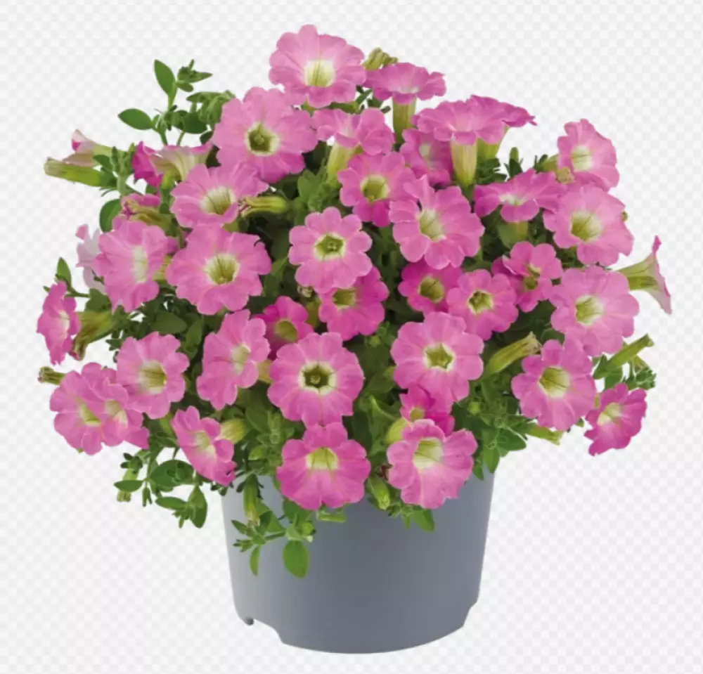 Petunia milliflora Vivini™ Pink (100 шт.)