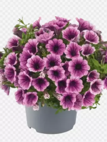 Petunia milliflora Vivini™ Purple Vein (100 шт.)