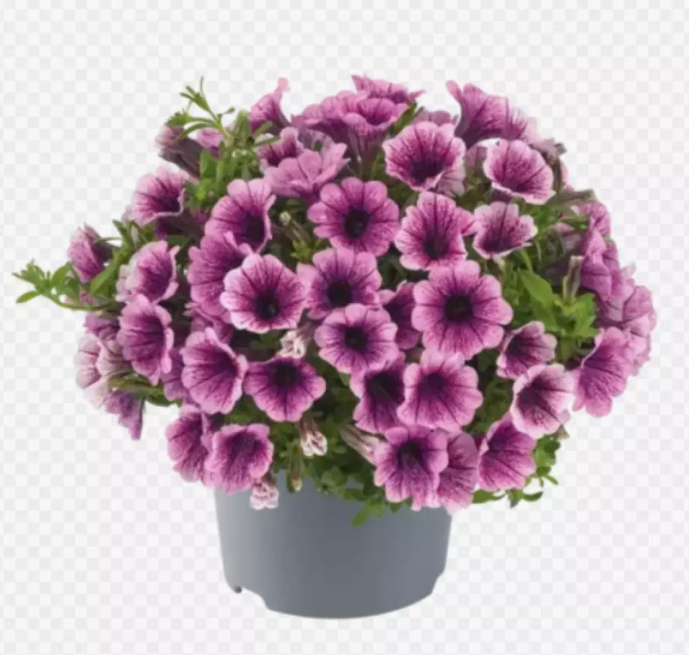 Petunia milliflora Vivini™ Purple Vein (100 шт.)