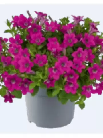 Petunia milliflora Vivini™ Rose (100 шт.)