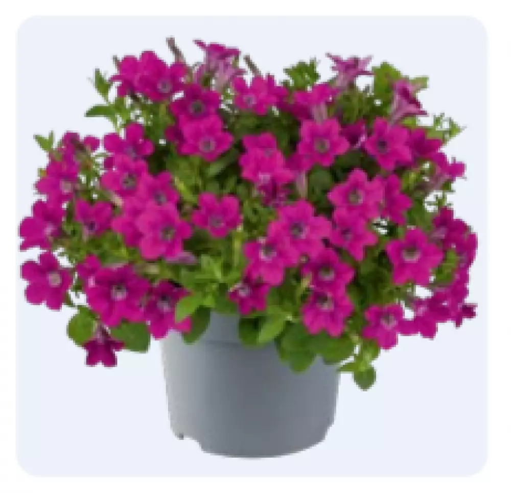Petunia milliflora Vivini™ Rose (100 шт.)