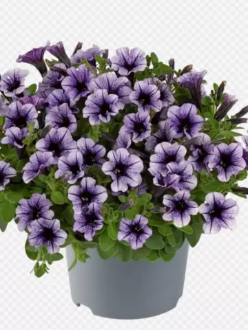 Petunia milliflora Vivini™ Violet Vein (100 шт.)