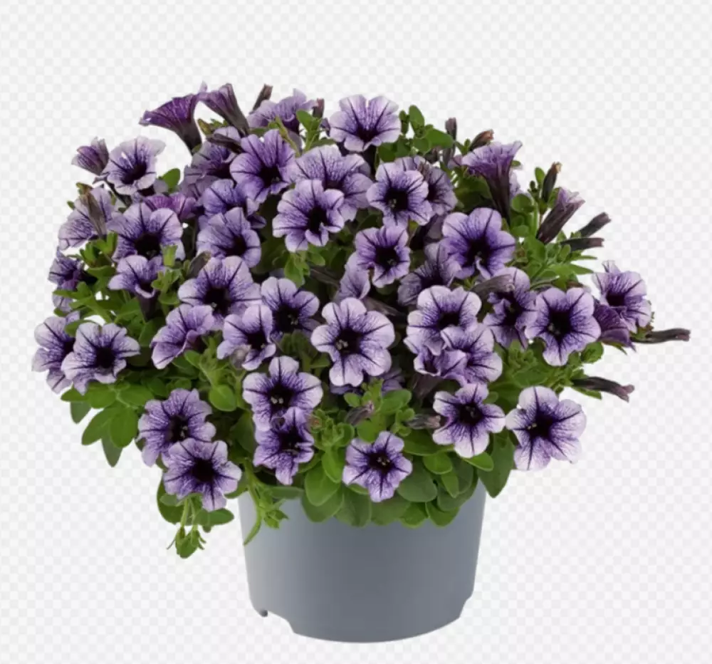 Petunia milliflora Vivini™ Violet Vein (100 шт.)