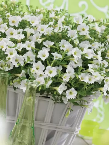Petunia milliflora Vivini™ White (100 шт.)