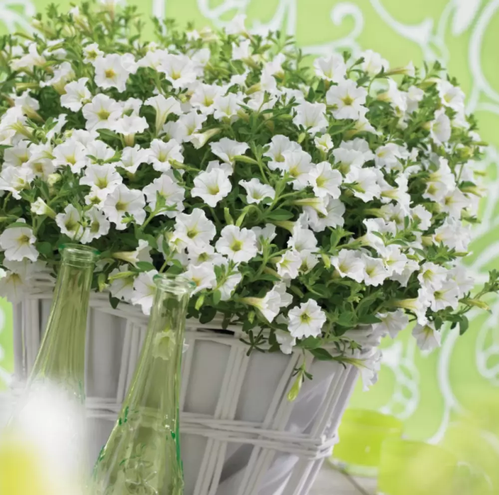 Petunia milliflora Vivini™ White (100 шт.)