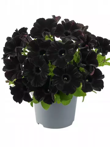 Petunia grandiflora GO!Tunia® Black (100 шт.)