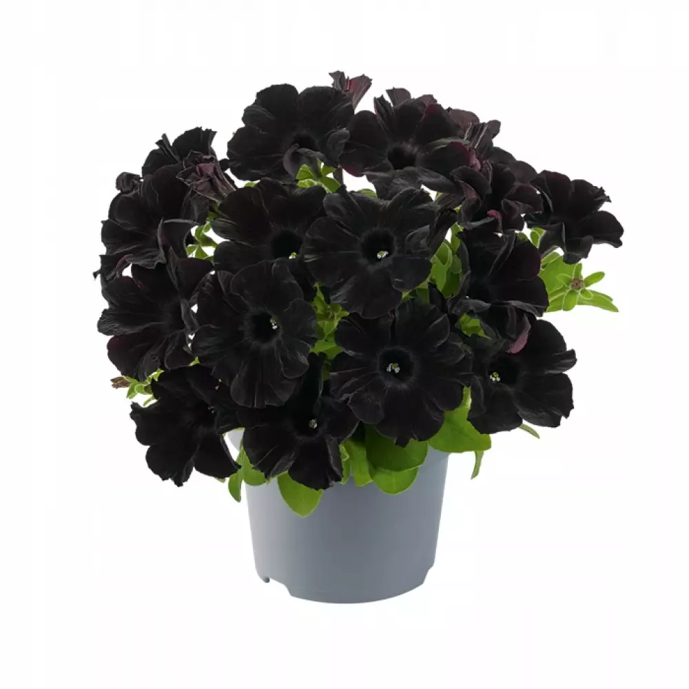 Petunia grandiflora GO!Tunia® Black (100 шт.)